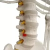 Esqueleto De Columna Vertebral Modelo Tamaño Real 1,70 Cm - Imagen 6
