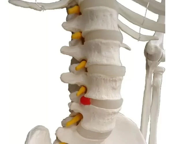 Esqueleto De Columna Vertebral Modelo Tamaño Real 1,70 Cm - Imagen 6