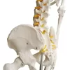 Esqueleto De Columna Vertebral Modelo Tamaño Real 1,70 Cm - Imagen 4