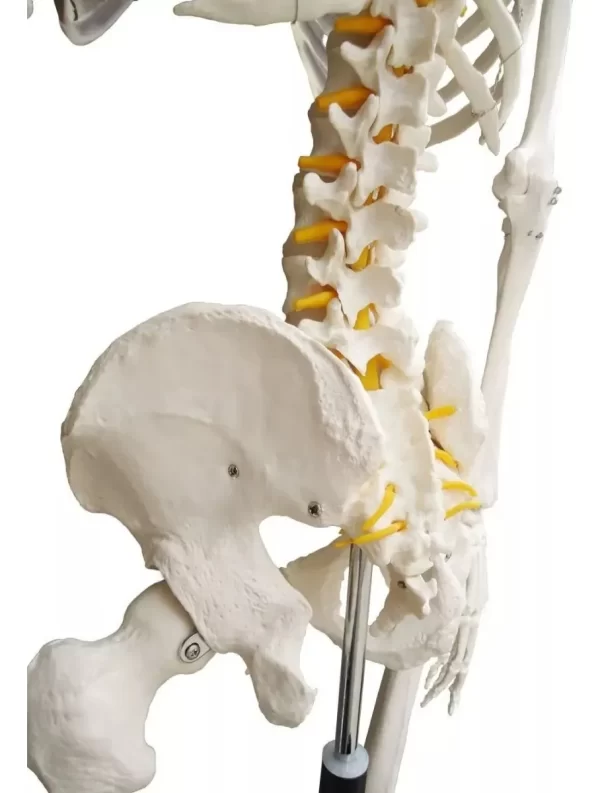 Esqueleto De Columna Vertebral Modelo Tamaño Real 1,70 Cm - Imagen 4