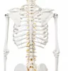 Esqueleto De Columna Vertebral Modelo Tamaño Real 1,70 Cm - Imagen 3
