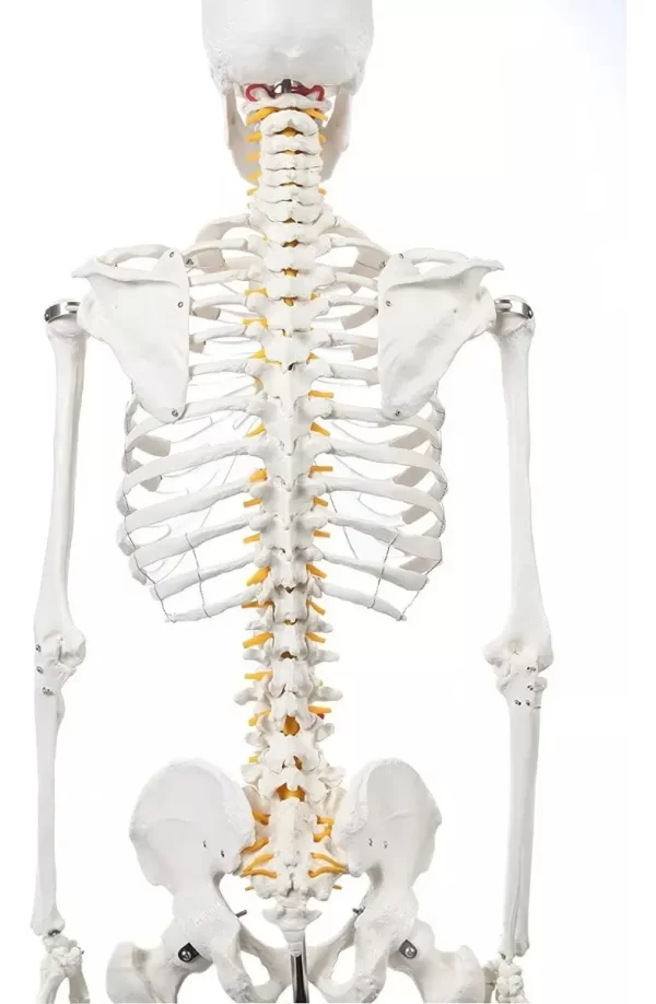 Esqueleto De Columna Vertebral Modelo Tamaño Real 1,70 Cm - Imagen 3