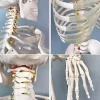 Esqueleto De Columna Vertebral Modelo Tamaño Real 1,70 Cm - Imagen 8