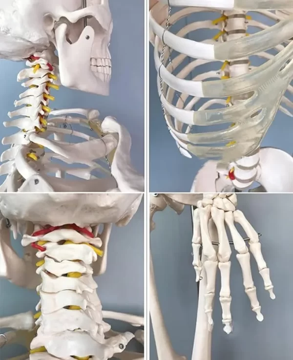Esqueleto De Columna Vertebral Modelo Tamaño Real 1,70 Cm - Imagen 8
