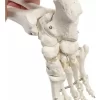 Esqueleto De Columna Vertebral Modelo Tamaño Real 1,70 Cm - Imagen 5