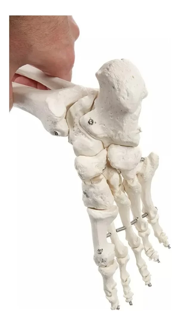 Esqueleto De Columna Vertebral Modelo Tamaño Real 1,70 Cm - Imagen 5
