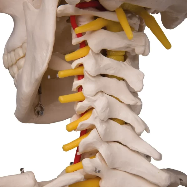Esqueleto De Columna Vertebral Modelo Tamaño Real 1,70 Cm - Imagen 9