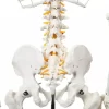 Esqueleto De Columna Vertebral Modelo Tamaño Real 1,70 Cm - Imagen 2