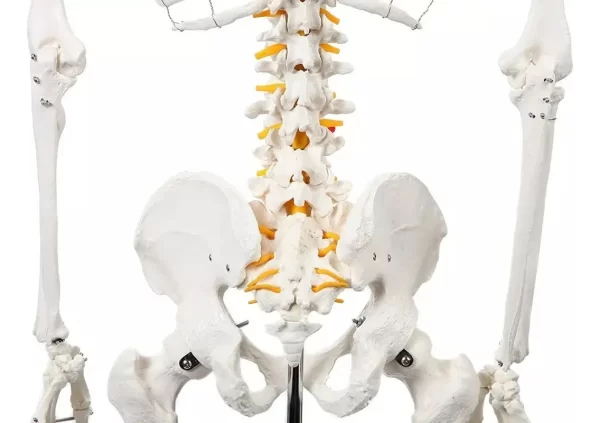 Esqueleto De Columna Vertebral Modelo Tamaño Real 1,70 Cm - Imagen 2