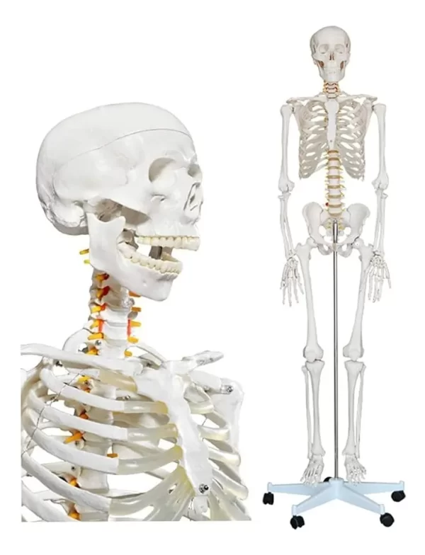 Esqueleto De Columna Vertebral Modelo Tamaño Real 1,70 Cm - Imagen 11