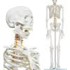 Esqueleto De Columna Vertebral Modelo Tamaño Real 1,70 Cm