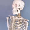 Esqueleto De Columna Vertebral Modelo Tamaño Real 1,70 Cm - Imagen 7