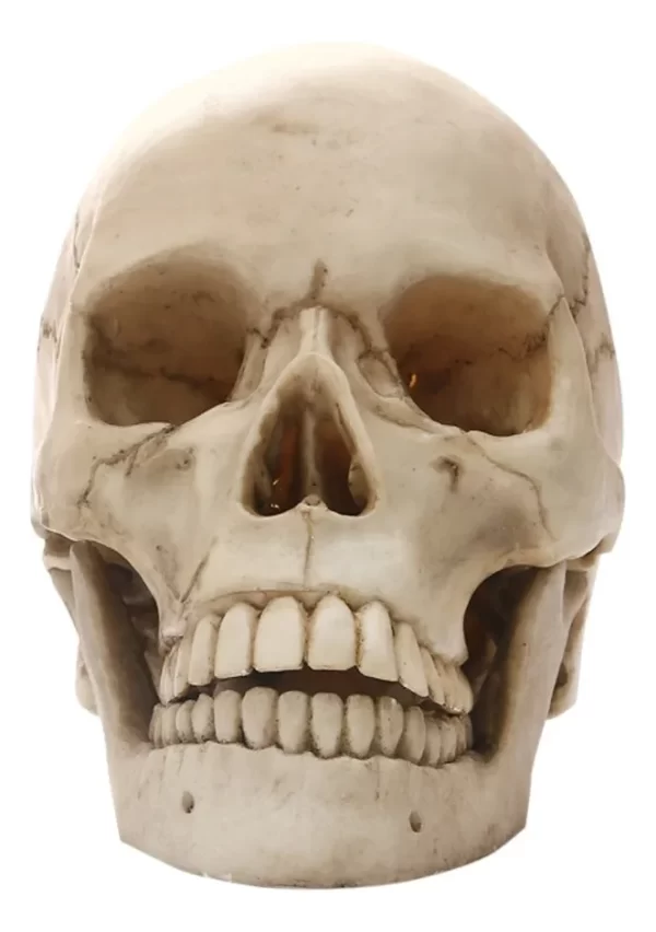 Maqueta De Cráneo Humano Modelo Anatómico. - Imagen 5