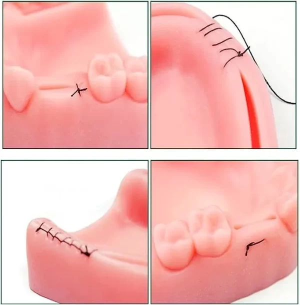 Kit Dental De Entrenamiento Para Estudiante De Odontología - Imagen 5