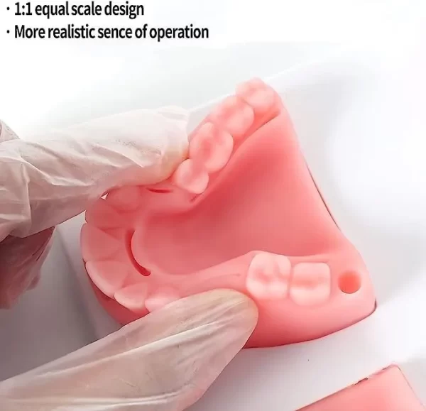 Kit Dental De Entrenamiento Para Estudiante De Odontología - Imagen 4