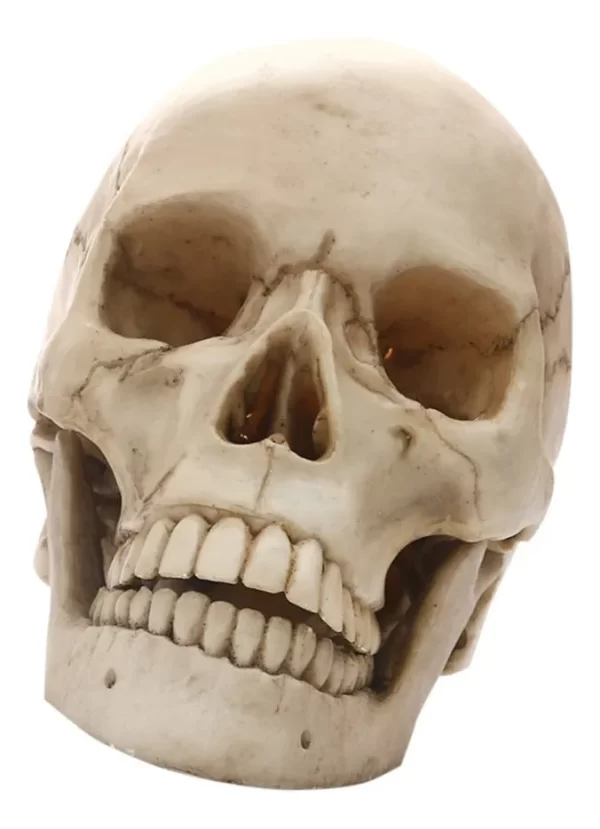 Maqueta De Cráneo Humano Modelo Anatómico.