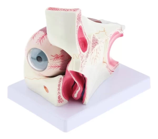 Ojo Humano - Modelo Anatómico Desarmable - Imagen 2