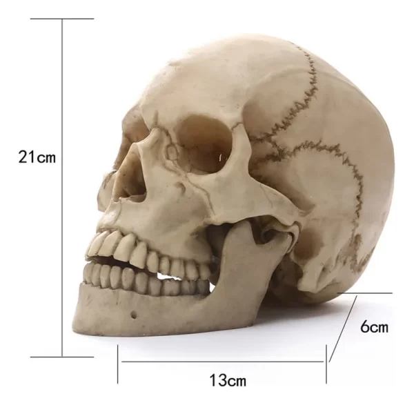 Maqueta De Cráneo Humano Modelo Anatómico. - Imagen 2