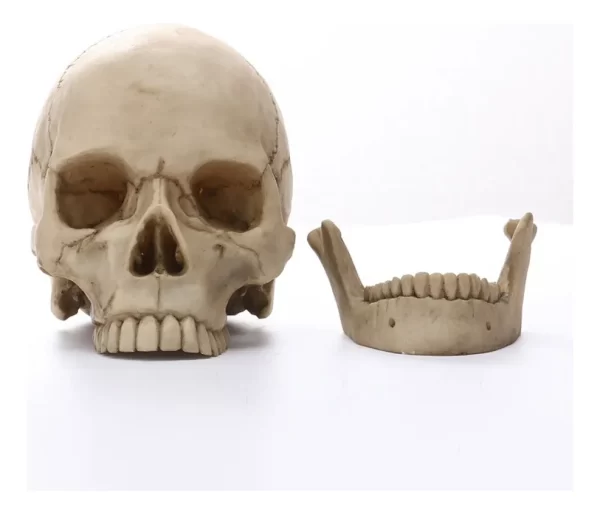 Maqueta De Cráneo Humano Modelo Anatómico. - Imagen 4
