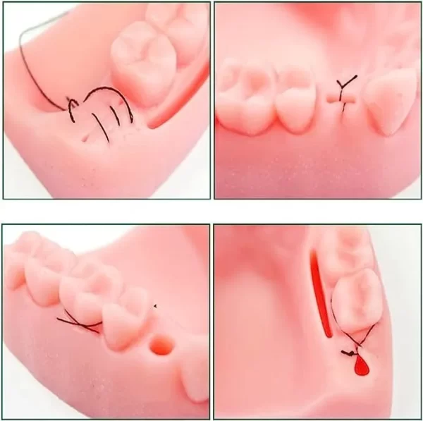 Kit Dental De Entrenamiento Para Estudiante De Odontología - Imagen 6