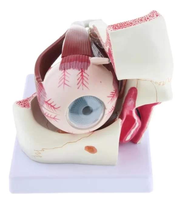 Ojo Humano - Modelo Anatómico Desarmable - Imagen 3