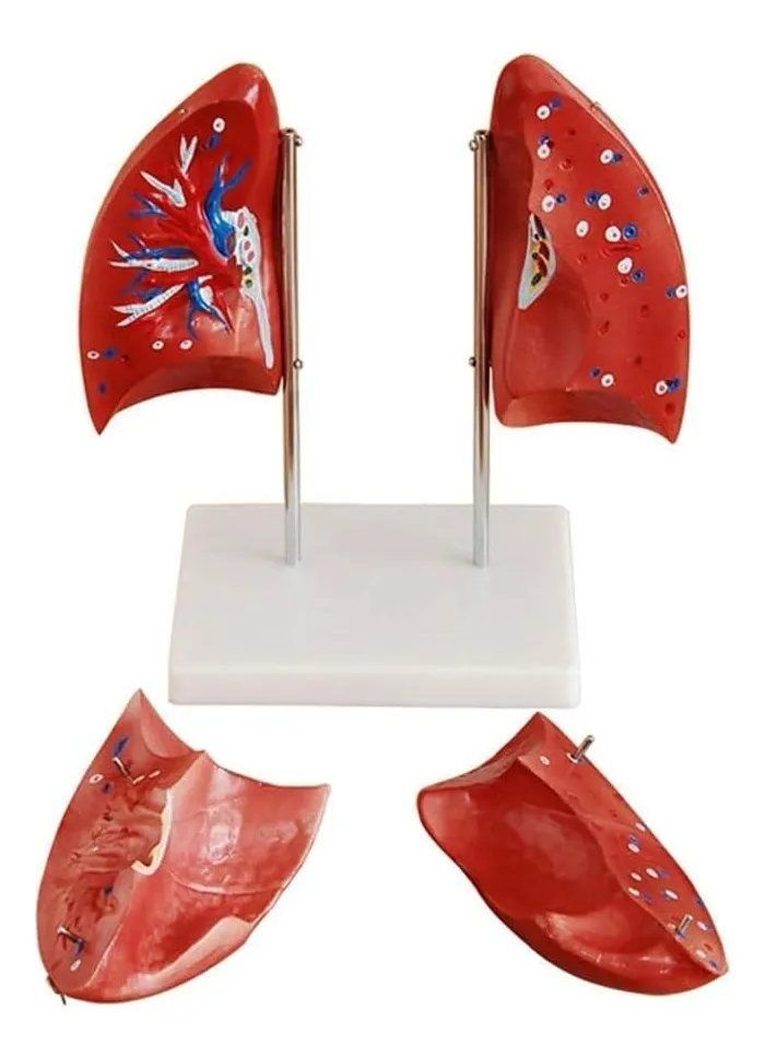 Pulmones Sistema Respiratorio Modelo Anatómico