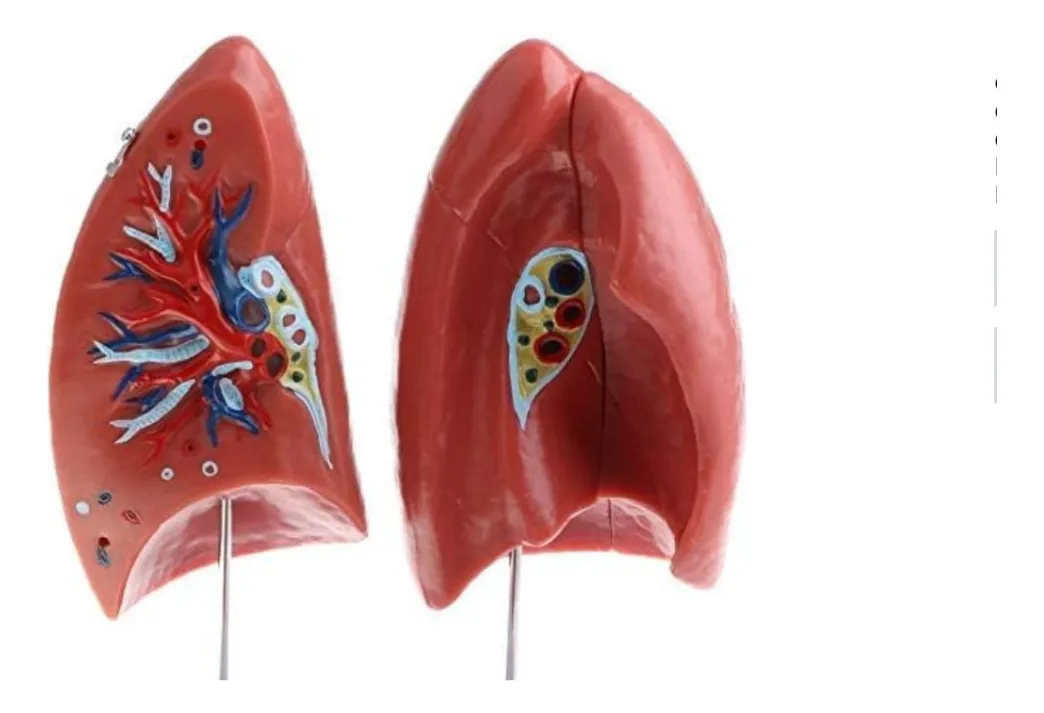 Pulmones Sistema Respiratorio Modelo Anatómico - Imagen 2