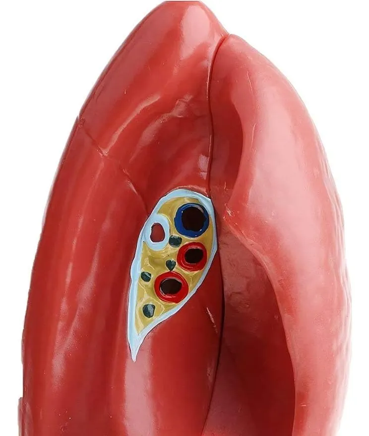Pulmones Sistema Respiratorio Modelo Anatómico - Imagen 5