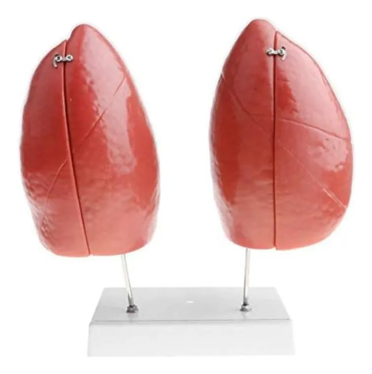 Pulmones Sistema Respiratorio Modelo Anatómico - Imagen 4