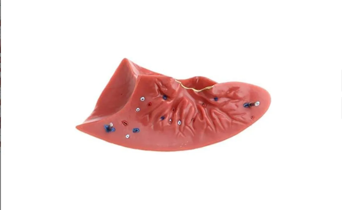 Pulmones Sistema Respiratorio Modelo Anatómico - Imagen 3