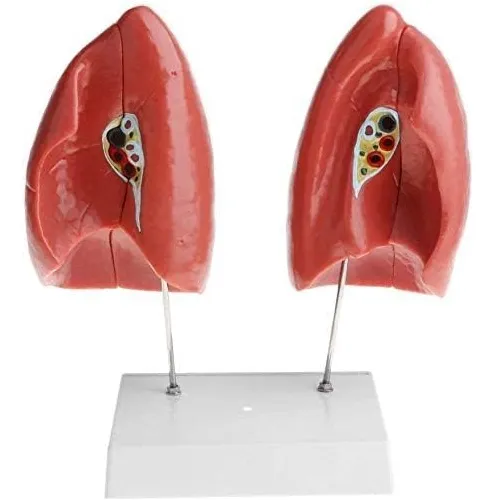 Pulmones Sistema Respiratorio Modelo Anatómico - Imagen 7