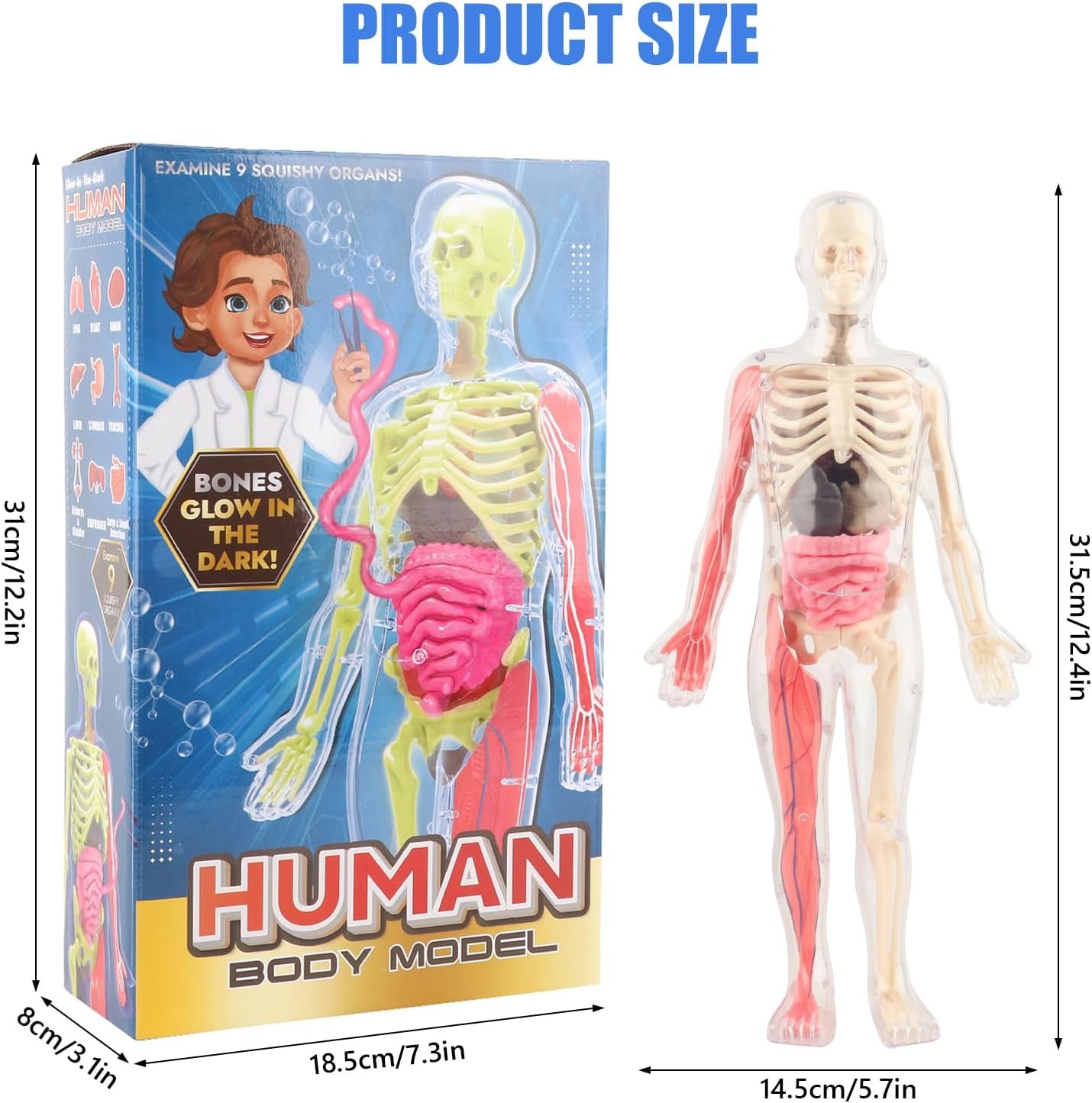 Esqueleto De Cuerpo Humano Que Brillan En La Oscuridad. - Imagen 3