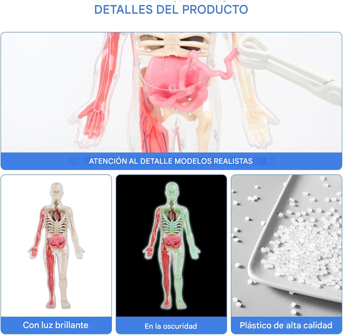 Esqueleto De Cuerpo Humano Que Brillan En La Oscuridad. - Imagen 8