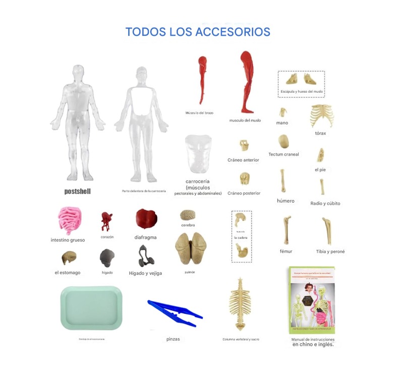 Esqueleto De Cuerpo Humano Que Brillan En La Oscuridad. - Imagen 7