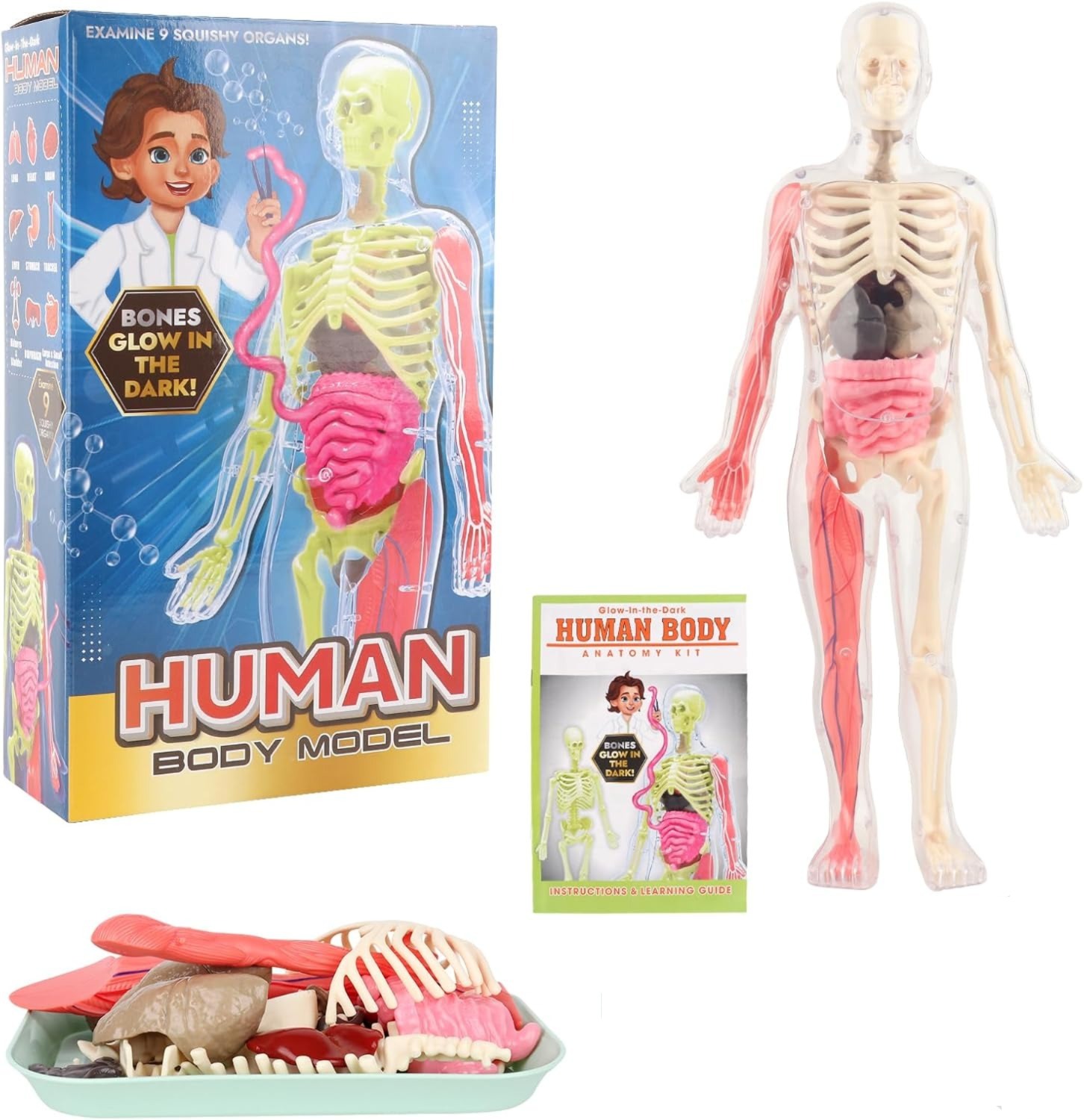 Esqueleto De Cuerpo Humano Que Brillan En La Oscuridad. - Imagen 6