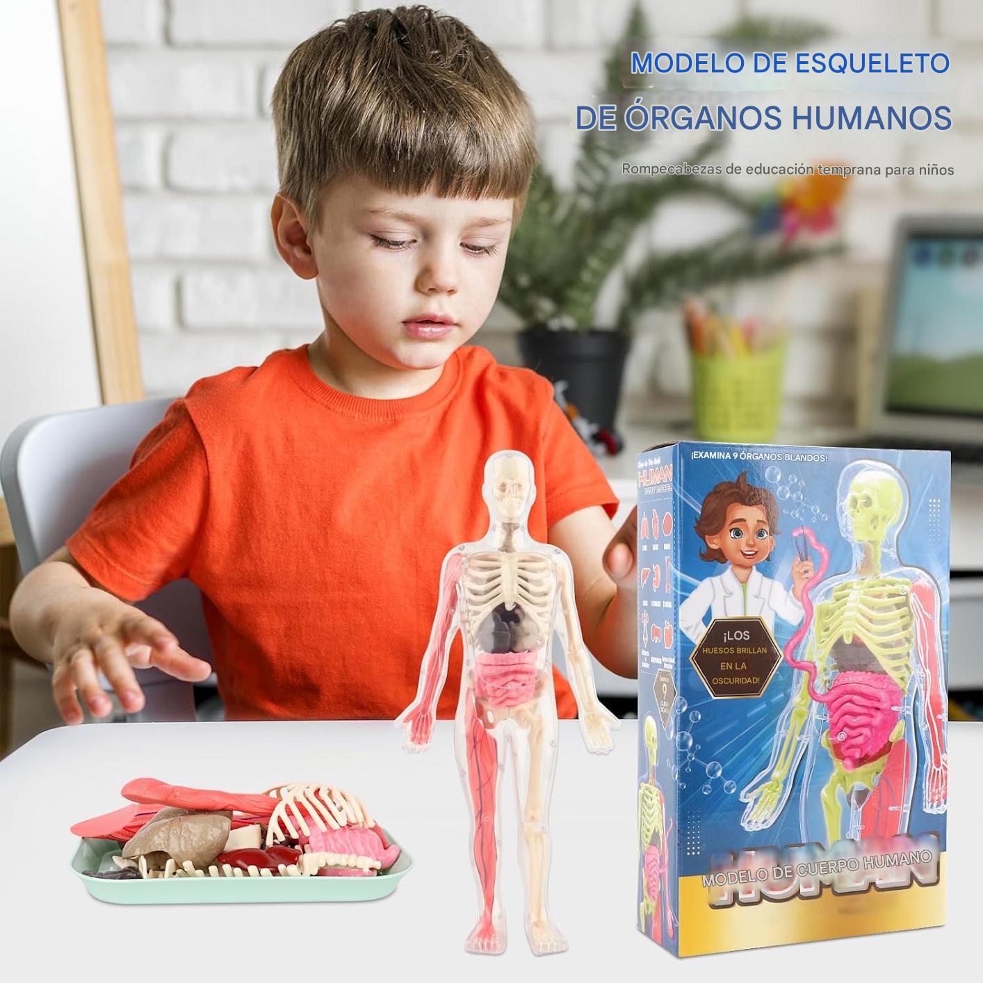 Esqueleto De Cuerpo Humano Que Brillan En La Oscuridad. - Imagen 5