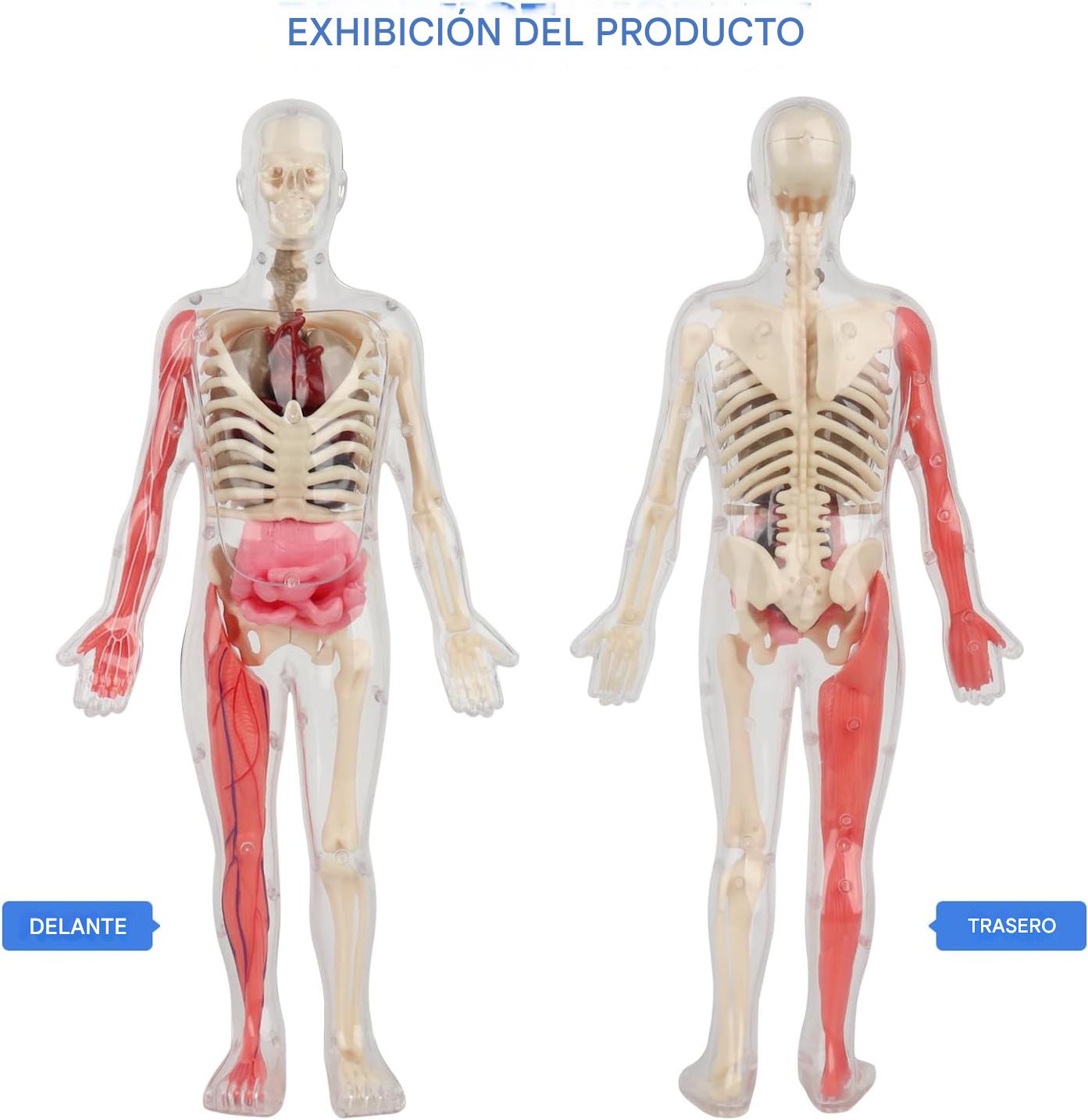 Esqueleto De Cuerpo Humano Que Brillan En La Oscuridad. - Imagen 4