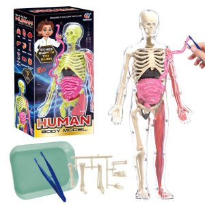 Esqueleto De Cuerpo Humano Que Brillan En La Oscuridad.