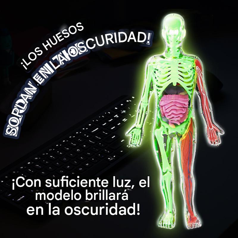Esqueleto De Cuerpo Humano Que Brillan En La Oscuridad. - Imagen 9