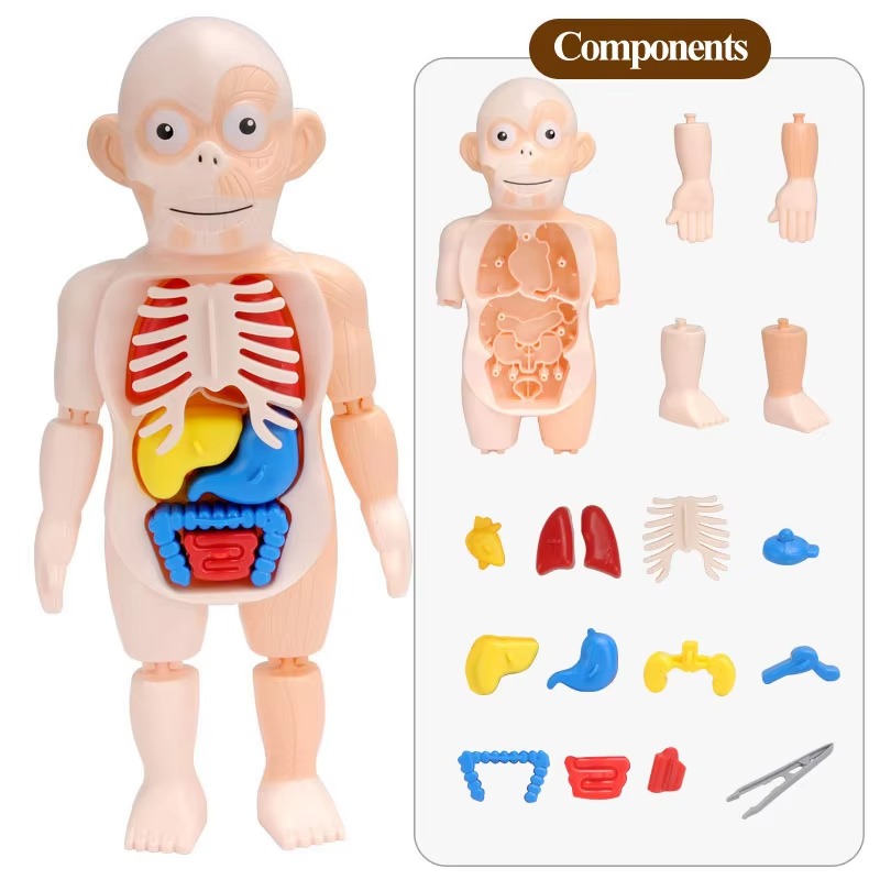 Puzzle 3d Anatomia Cuerpo Humano Juguete De Aprendizaje - Imagen 10