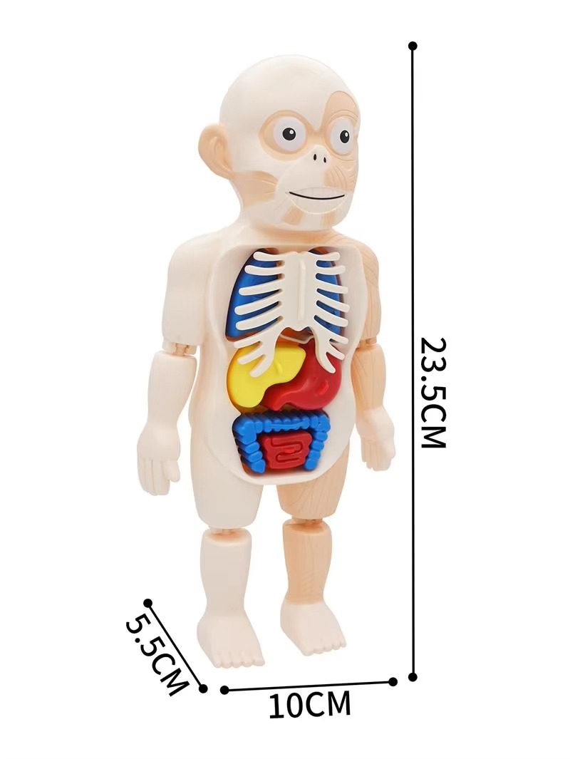 Puzzle 3d Anatomia Cuerpo Humano Juguete De Aprendizaje - Imagen 9