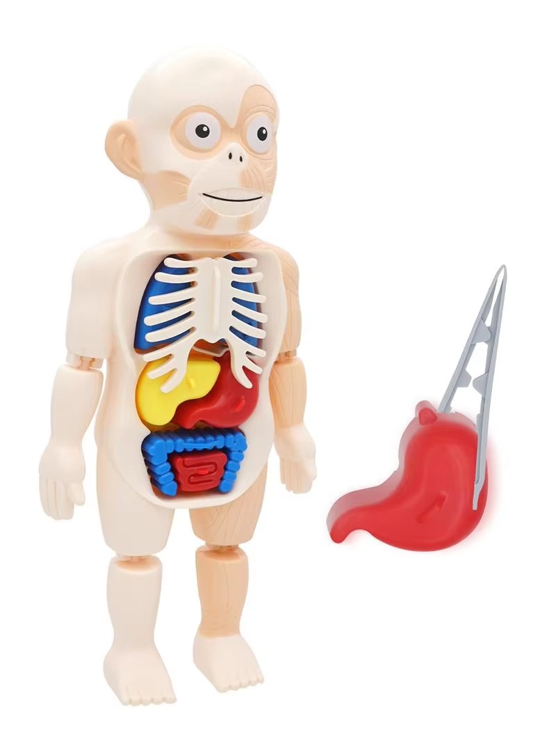 Puzzle 3d Anatomia Cuerpo Humano Juguete De Aprendizaje - Imagen 8