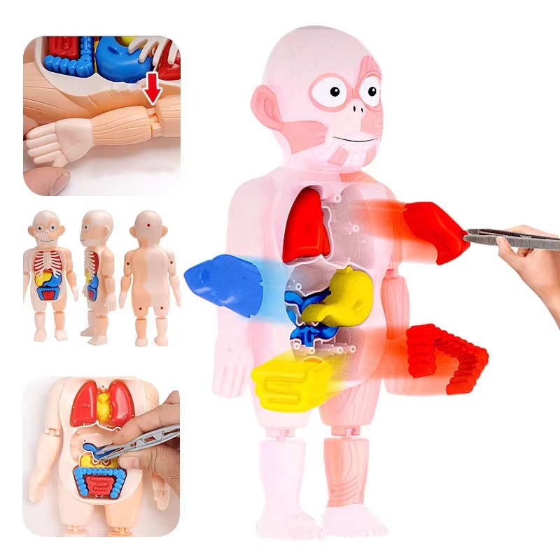 Puzzle 3d Anatomia Cuerpo Humano Juguete De Aprendizaje - Imagen 7