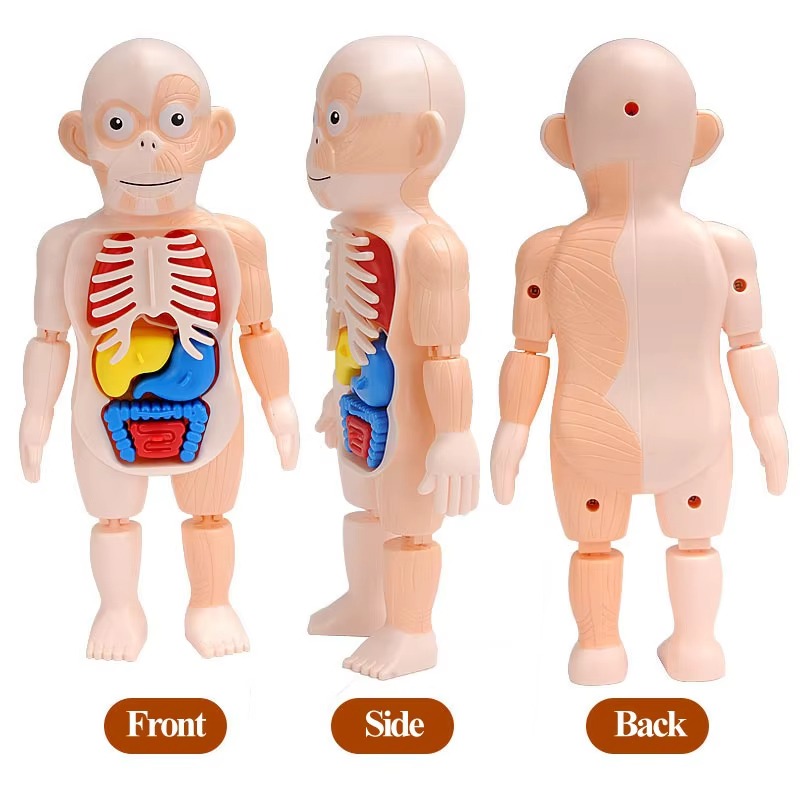 Puzzle 3d Anatomia Cuerpo Humano Juguete De Aprendizaje - Imagen 6