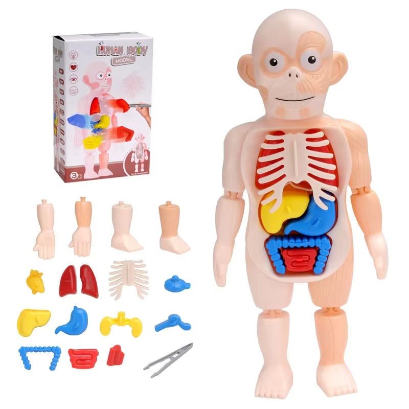 Puzzle 3d Anatomia Cuerpo Humano Juguete De Aprendizaje - Imagen 5