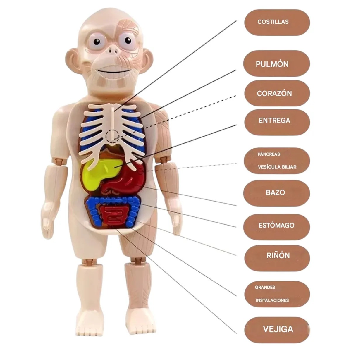 Puzzle 3d Anatomia Cuerpo Humano Juguete De Aprendizaje - Imagen 4