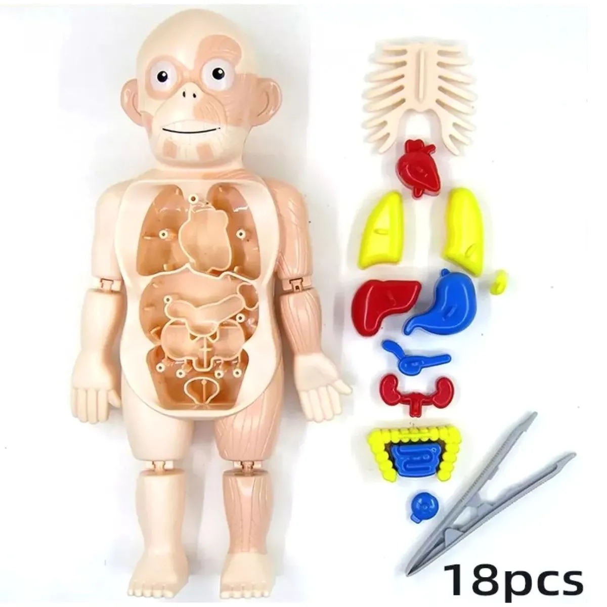Puzzle 3d Anatomia Cuerpo Humano Juguete De Aprendizaje - Imagen 3