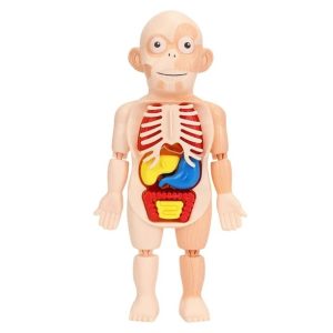 Puzzle 3d Anatomia Cuerpo Humano Juguete De Aprendizaje