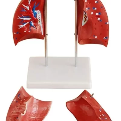 D_NQ_NP_2X_609306-MLC71603772316_092023-F-pulmones-sistema-respiratorio-modelo-anatomico