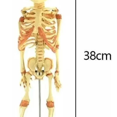 D_NQ_NP_2X_748892-MLC84126048457_042025-F-feto-esqueleto-modelo-anatomico